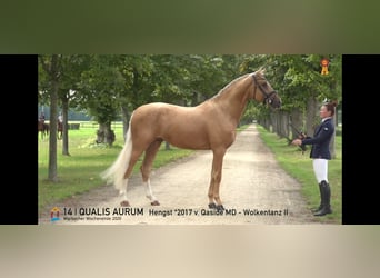 Württemberger, Ruin, 9 Jaar, 175 cm, Palomino