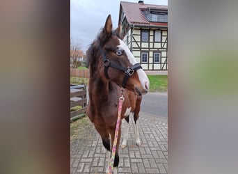 Württemberger Mix, Stallone, 1 Anno, 147 cm, Baio