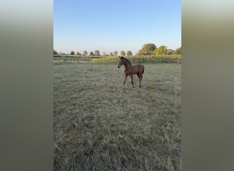 Württemberger, Stallone, Puledri (06/2026), Baio