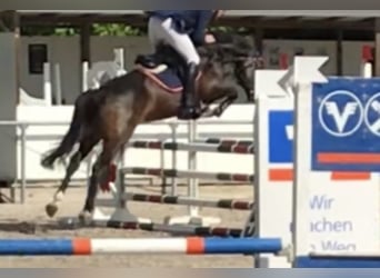 Württemberger, Stute, 11 Jahre, 167 cm