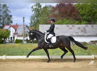 Württemberger, Stute, 12 Jahre, 168 cm, Schwarzbrauner
