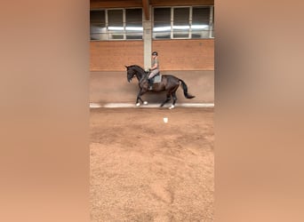 Württemberger, Stute, 12 Jahre, 172 cm, Brauner Württemberger, Stute, 12 Jahre, 172 cm, Brauner