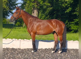 Württemberger, Stute, 13 Jahre, 170 cm, Brauner