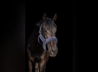 Württemberger, Stute, 13 Jahre, 178 cm, Schwarzbrauner