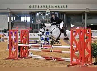 Württemberger, Stute, 14 Jahre, 163 cm, Schimmel