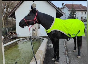 Württemberger Mix, Stute, 15 Jahre, 162 cm, Schwarzbrauner