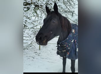 Württemberger Mix, Stute, 15 Jahre, 162 cm, Schwarzbrauner