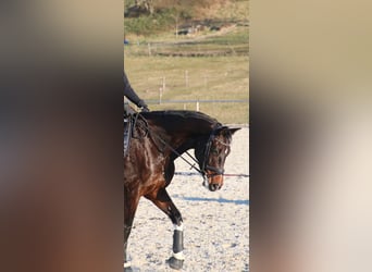 Württemberger, Stute, 15 Jahre, 165 cm, Dunkelbrauner