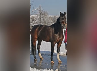 Württemberger, Stute, 15 Jahre, 165 cm, Dunkelbrauner