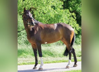 Württemberger, Stute, 15 Jahre, 165 cm, Dunkelbrauner