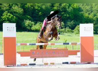 Württemberger, Stute, 15 Jahre, 165 cm, Dunkelbrauner