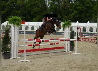 Württemberger, Stute, 15 Jahre, 165 cm, Dunkelbrauner