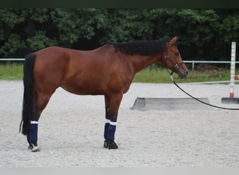 Württemberger, Stute, 15 Jahre, 167 cm, Brauner