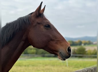 Württemberger, Stute, 15 Jahre, 167 cm, Rotbrauner
