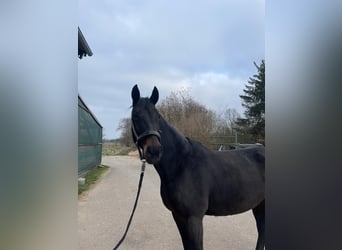 Württemberger, Stute, 15 Jahre, 167 cm, Schwarzbrauner