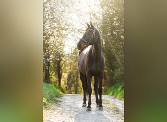 Württemberger, Stute, 15 Jahre, 167 cm, Schwarzbrauner