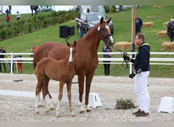 Württemberger, Stute, 15 Jahre, 173 cm, Fuchs