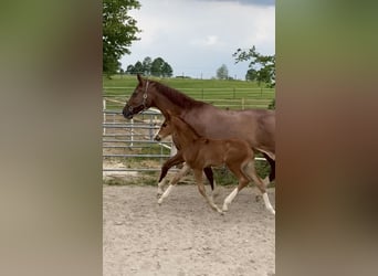 Württemberger, Stute, 15 Jahre, 173 cm, Fuchs