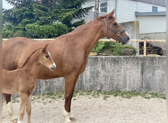 Württemberger, Stute, 15 Jahre, 173 cm, Fuchs