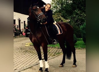 Württemberger, Stute, 15 Jahre, Brauner