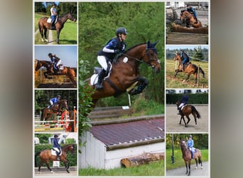 Württemberger, Stute, 15 Jahre