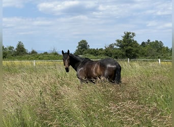 Württemberger, Stute, 16 Jahre, 168 cm, Dunkelbrauner