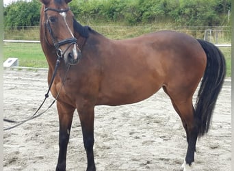 Württemberger, Stute, 16 Jahre, 172 cm, Dunkelbrauner