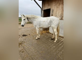 Württemberger, Stute, 17 Jahre, 163 cm, Schimmel