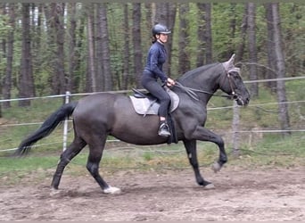 Württemberger, Stute, 17 Jahre, 168 cm, Rappe