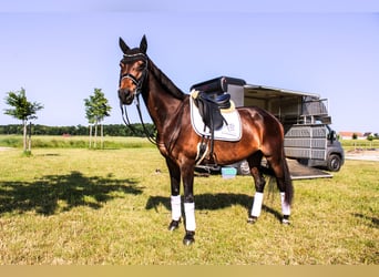 Württemberger, Stute, 18 Jahre, 163 cm, Brauner