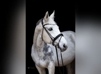 Württemberger, Stute, 18 Jahre, 165 cm, Schimmel