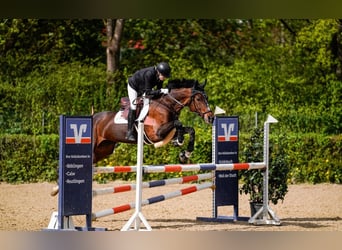 Württemberger, Stute, 18 Jahre, 169 cm, Dunkelbrauner