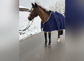 Württemberger, Stute, 21 Jahre