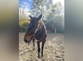 Württemberger Mix, Stute, 22 Jahre, 154 cm, Dunkelbrauner