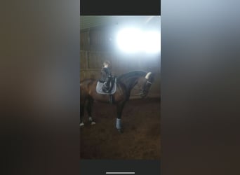 Württemberger, Stute, 23 Jahre, 165 cm, Brauner