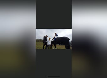 Württemberger, Stute, 23 Jahre, 165 cm, Brauner