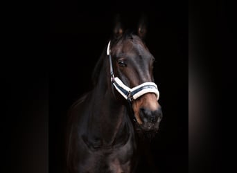 Württemberger, Stute, 23 Jahre, 165 cm, Brauner