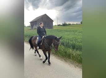 Württemberger, Stute, 23 Jahre, 165 cm, Brauner