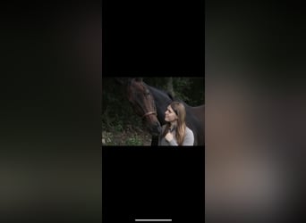 Württemberger, Stute, 23 Jahre, 165 cm, Brauner