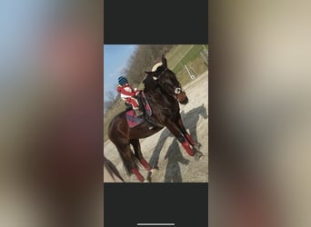 Württemberger, Stute, 23 Jahre, 165 cm, Brauner