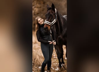 Württemberger, Stute, 23 Jahre, 165 cm, Brauner