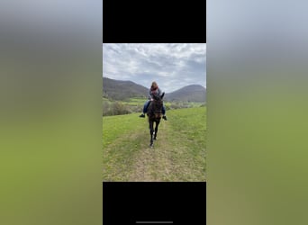 Württemberger, Stute, 23 Jahre, 165 cm, Brauner