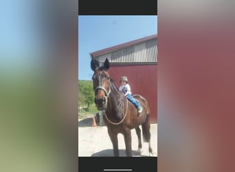 Württemberger, Stute, 23 Jahre, 165 cm, Brauner