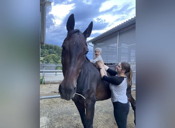 Württemberger, Stute, 23 Jahre, 165 cm, Brauner