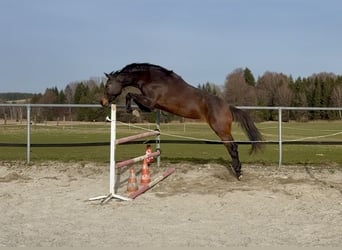 Württemberger, Stute, 3 Jahre, Brauner