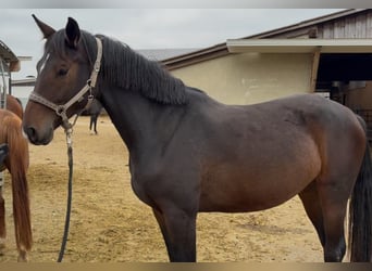 Württemberger, Stute, 4 Jahre, 170 cm, Brauner