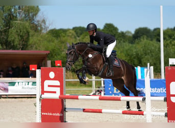 Württemberger, Stute, 5 Jahre, 161 cm, Schwarzbrauner