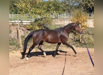 Württemberger, Stute, 5 Jahre, 167 cm, Brauner