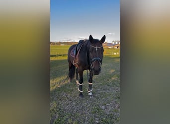 Württemberger, Stute, 5 Jahre, Dunkelbrauner