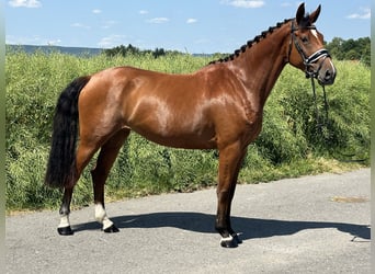 Württemberger, Stute, 6 Jahre, 158 cm, Brauner